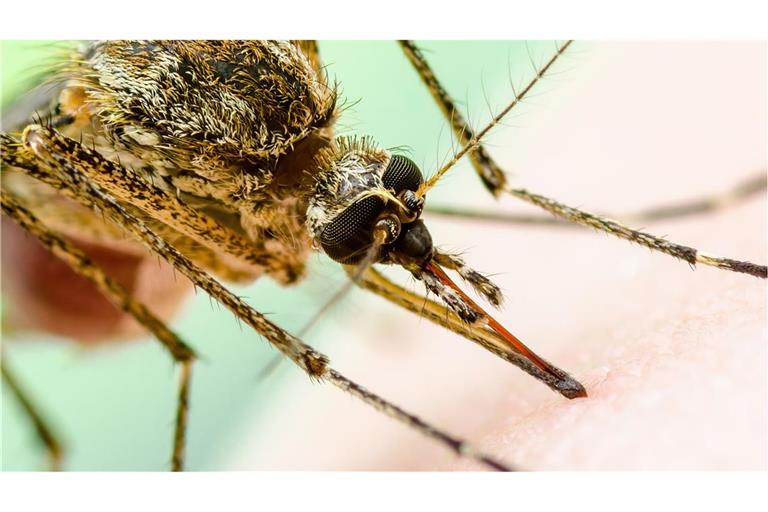 Eine Stechmücke sitzt beim Blut-Schmaus auf menschlicher Haut: Mit einer hochauflösenden Kamera aufgenommen, sehen die das West-Nil-Virus übertragende Stechmücken noch bedrohlicher aus.