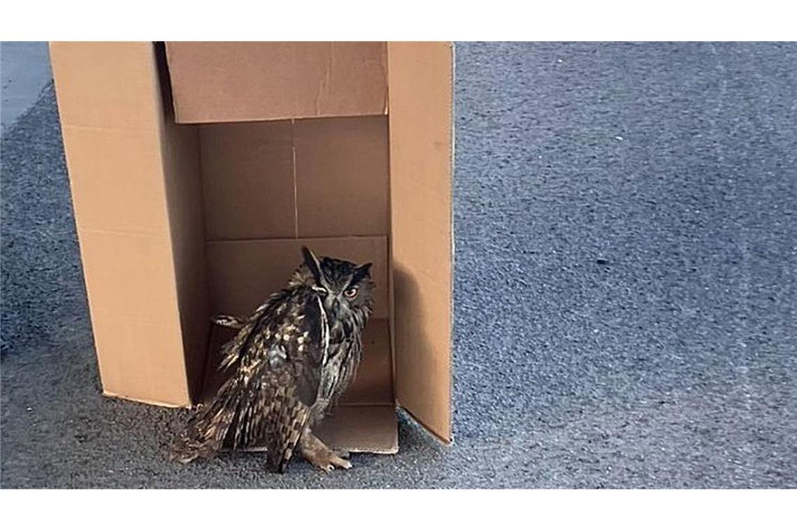 Polizei rettet Uhu von der Autobahn Eine Streife der Autobahnpolizei Darmstadt rettete den verletzten Vogel. (Foto Handout)