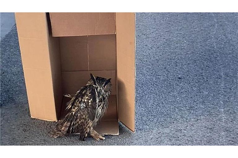 Eine Streife der Autobahnpolizei Darmstadt rettete den verletzten Vogel. (Foto Handout)
