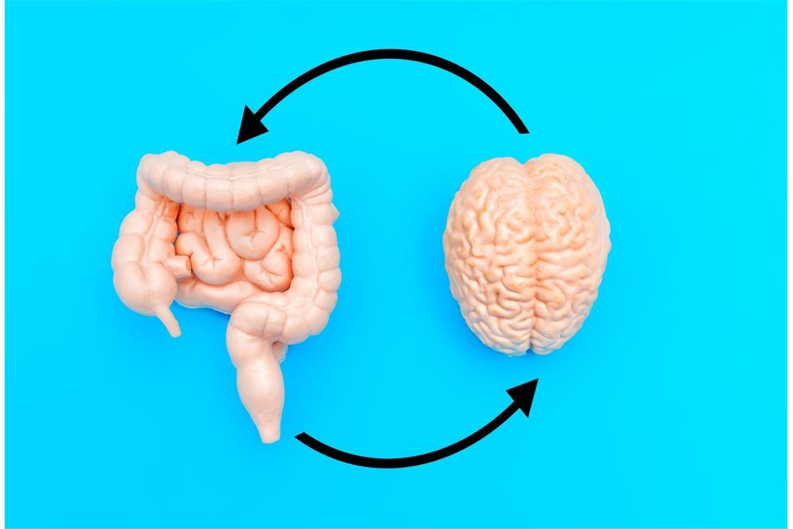 Eine Studie aus Tübingen und Leinfelden-Echterdingen zeigt: Veränderungen im Mikrobiom können Jahre vor ersten Alzheimer-Symptomen auf eine beginnende Demenz hinweisen.
