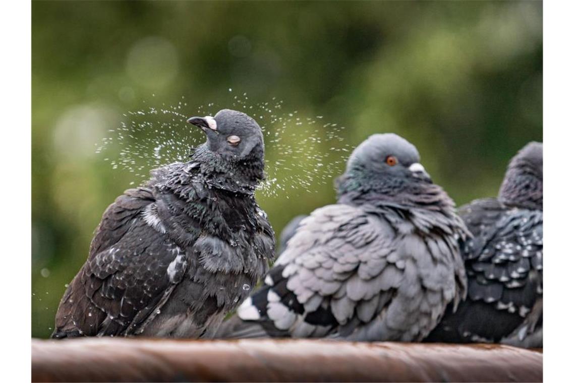 Tauben verenden an Klebepasten: Verbot gefordert