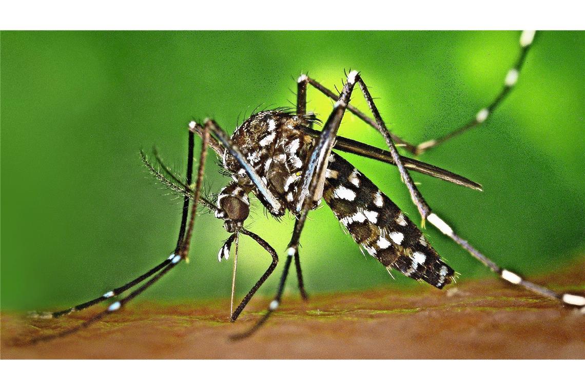 Tigermücke überträgt erstmals Chikungunya im Elsass Eine Tigermücke sticht zu.