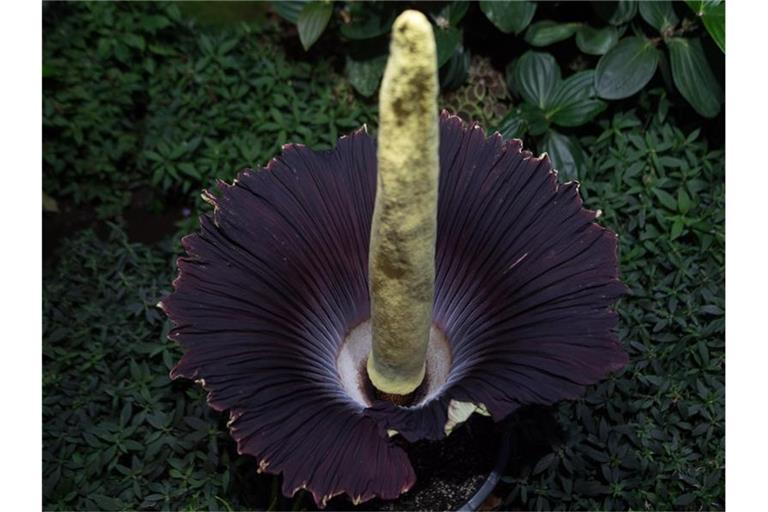 Eine Titanwurz (Amorphophallus titanum) blüht. Foto: Sebastian Gollnow/dpa/Archivbild
