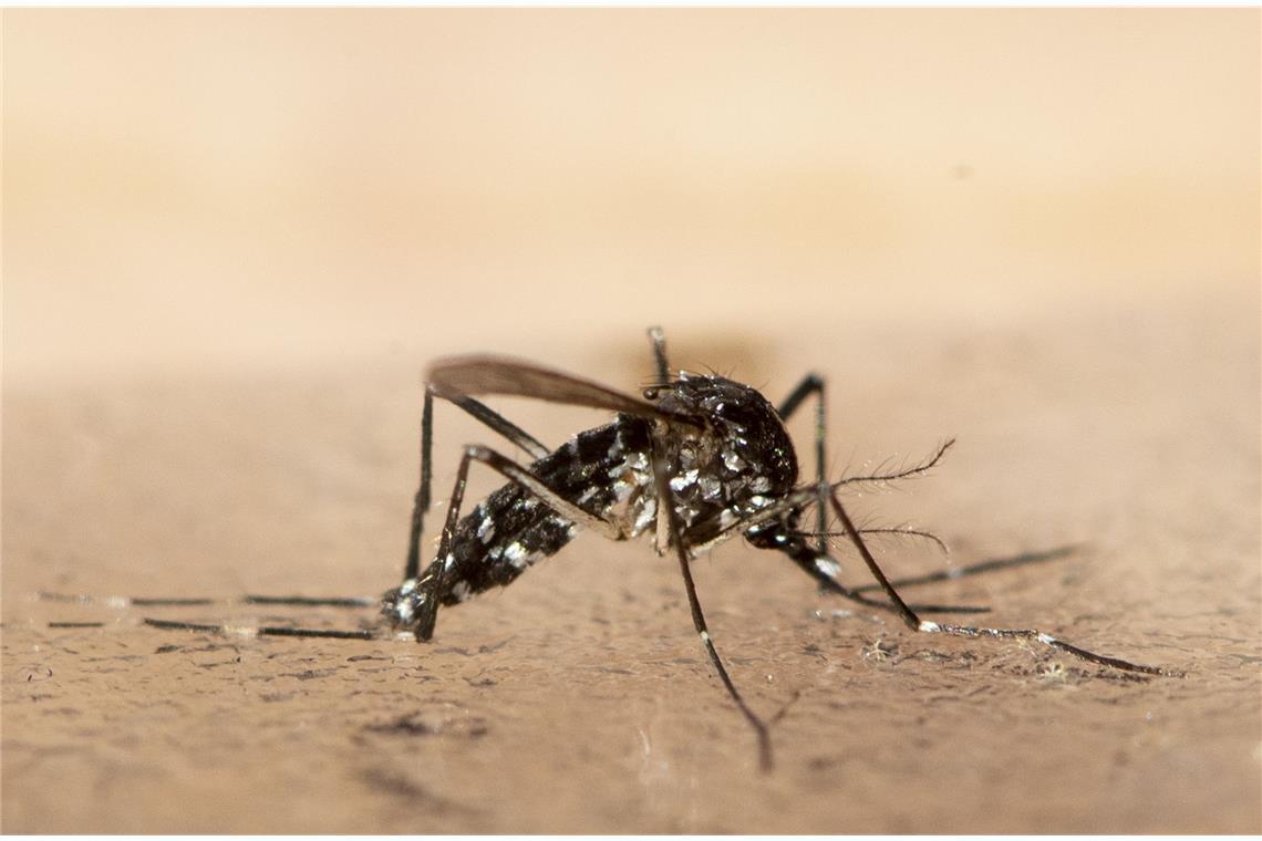 Eine tote Asiatische Tigermücke. In Südeuropa ist die gefährliche Krankheiten übertragende Asiatische Tigermücke schon länger heimisch, seit einiger Zeit breitet sie sich auch in Deutschland aus.