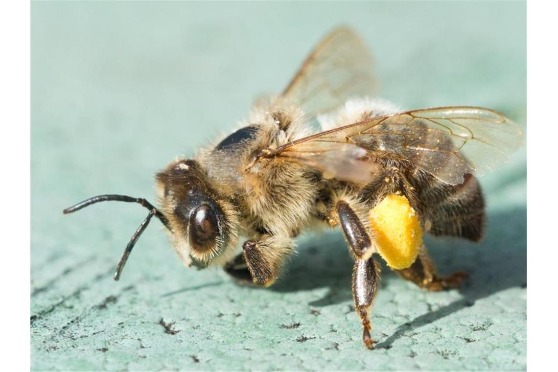 Vogelkundler warnen: Insektensterben massiver als gedacht