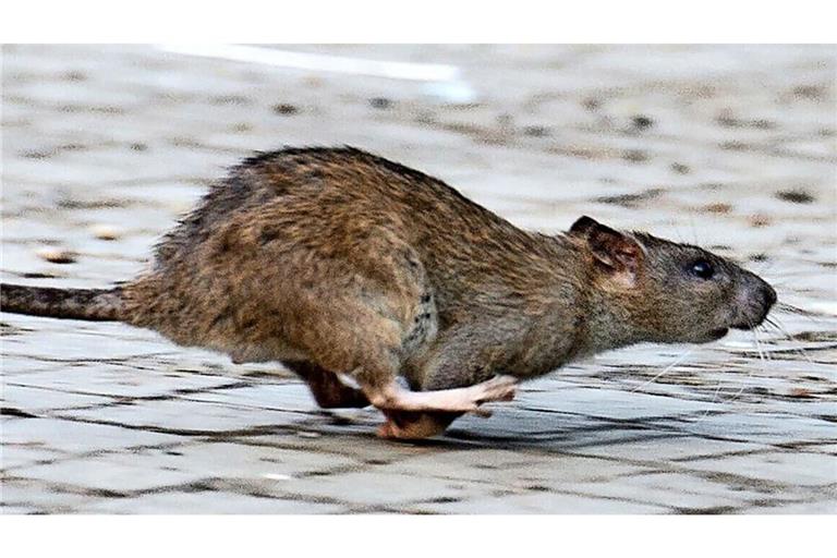 Eine tote Ratte fand die Offenburger Autorin und Antirassismus-Aktivistin Jenny Haas in ihrem Briefkasten. Die Kripo ermittelt.