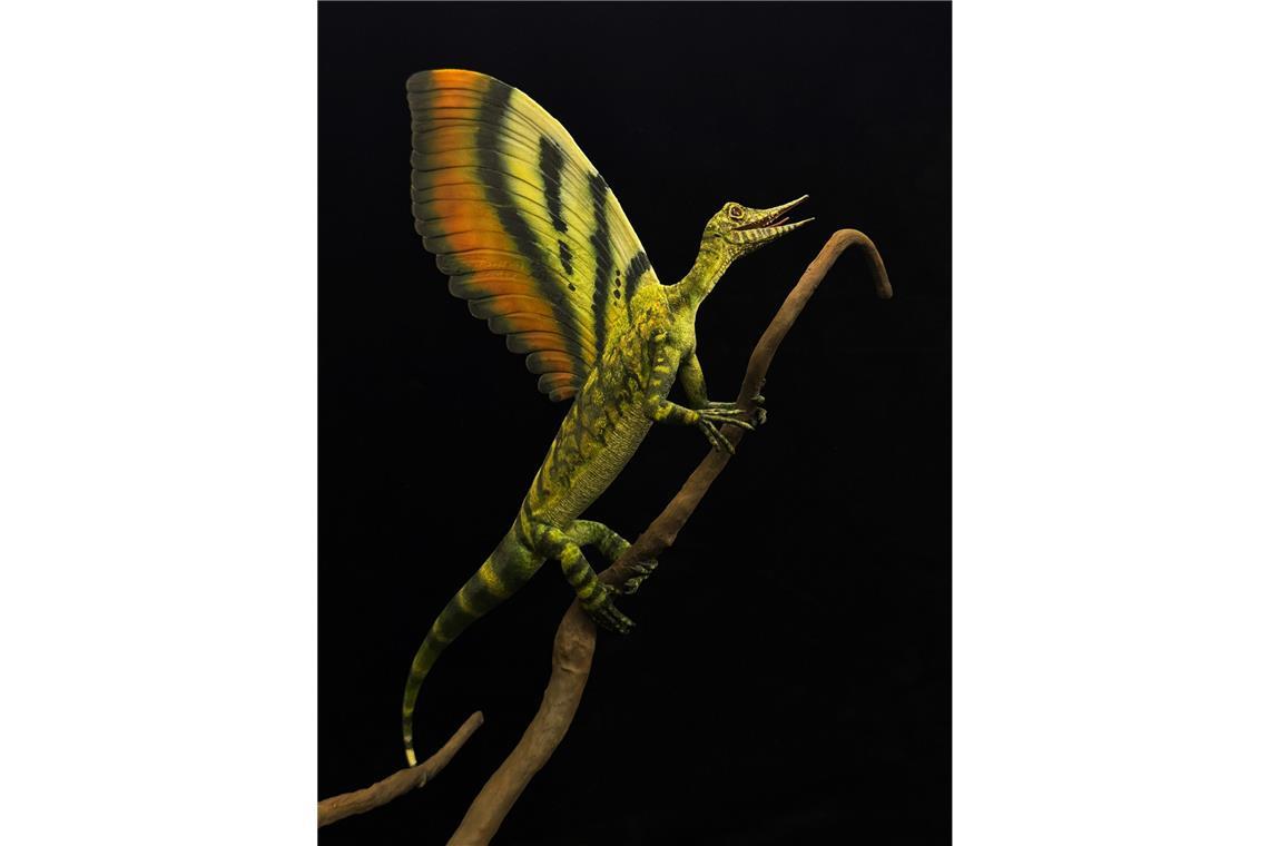 Wie ein fossiler „Wundersaurier“ das Verständnis der Reptilien-Evolution verändert Eine undatierte grafische Darstellung von Mirasaura grauvogeli. Bei einem in Stuttgart ausgestellten rund 247 Millionen Jahre alten Reptilienfossil haben Forscher bislang unbekannte kuriose Hautauswüchse entdeckt. Die Art Mirasaura grauvogeli trug einen bizarren Rückenkamm.