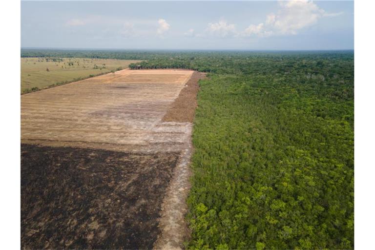Eine verbrannte und abgeholzte Fläche in einem Amazonas-Gebiet. Foto: Fernando Souza/ZUMA/dpa