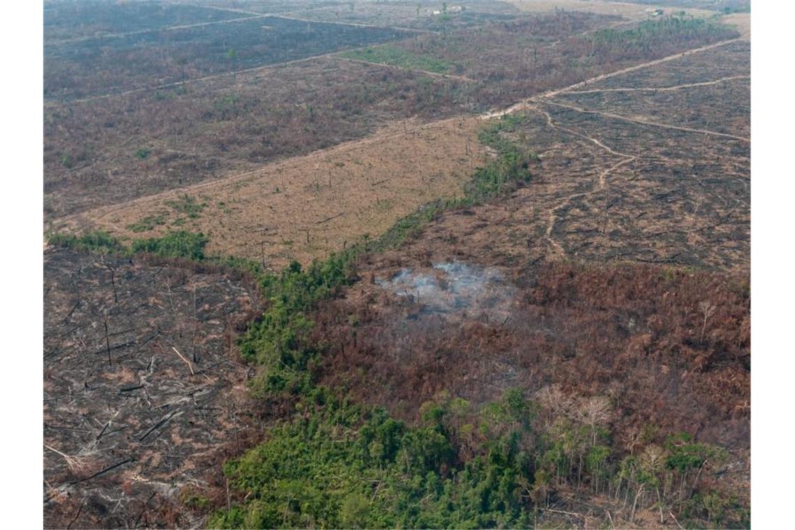 Eine verbrannte Waldfläche im brasilianischen Amazonas-Gebiet. Die brasilianische Regierung hat das Abbrennen von Flächen für 120 Tage verboten. Foto: Vinícius Mendonça/Ibama/dpa