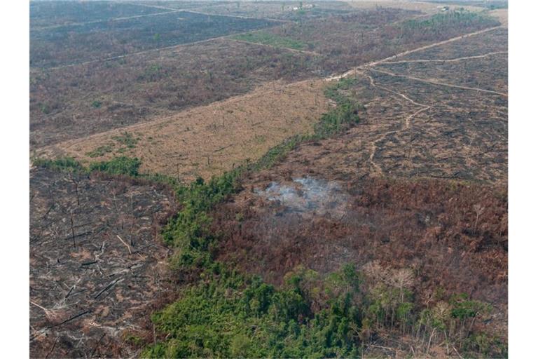 Eine verbrannte Waldfläche im brasilianischen Amazonas-Gebiet. Die brasilianische Regierung hat das Abbrennen von Flächen für 120 Tage verboten. Foto: Vinícius Mendonça/Ibama/dpa