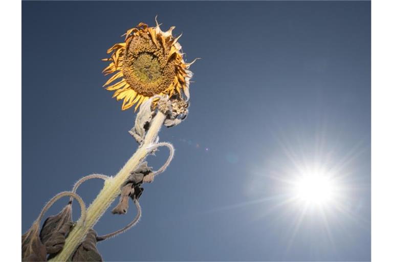 Eine vertrocknete Sonnenblume steht auf einem Feld. Foto: Sebastian Kahnert/Archivbild