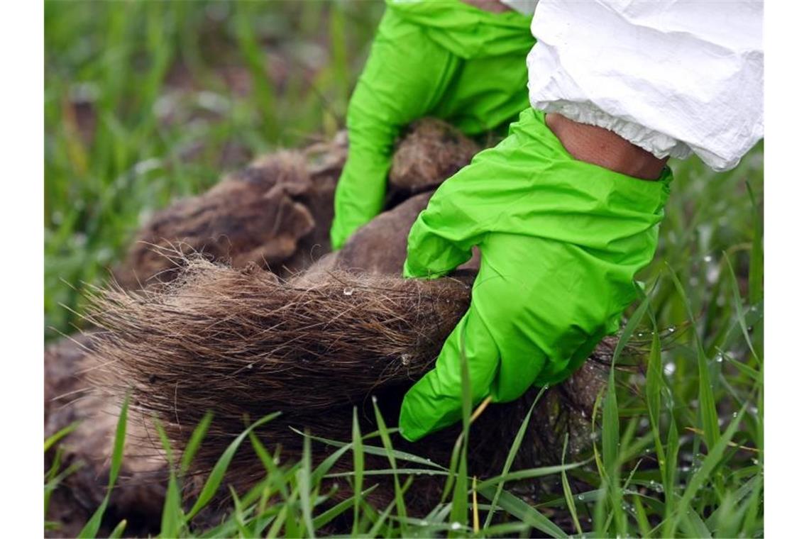 Eine Veterinärmedizinerin untersucht im Kerngebiet der Afrikanischen Schweinepest den Fund eines Wildschweinkadavers. Foto: Bernd Settnik/dpa-Zentralbild/dpa