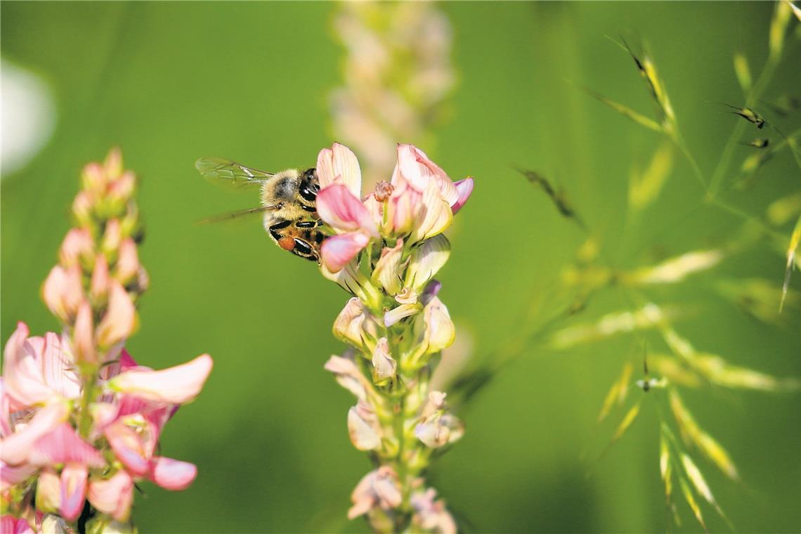 Bienenfreundliche Gärten: SWR-Moderator hält Vortrag im Bürgerhaus Eine Vielzahl von Pflanzen eignet sich für eine bienenfreundliche Blühwiese. Archivfoto: Alexander Becher
