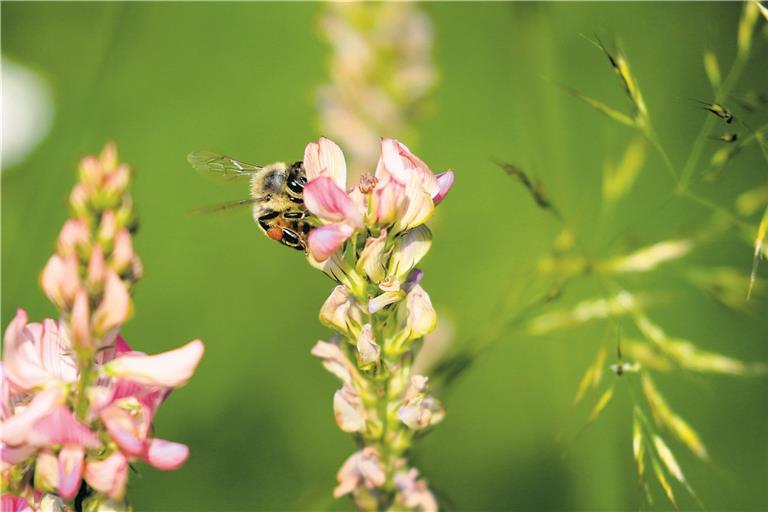 Eine Vielzahl von Pflanzen eignet sich für eine bienenfreundliche Blühwiese. Archivfoto: Alexander Becher