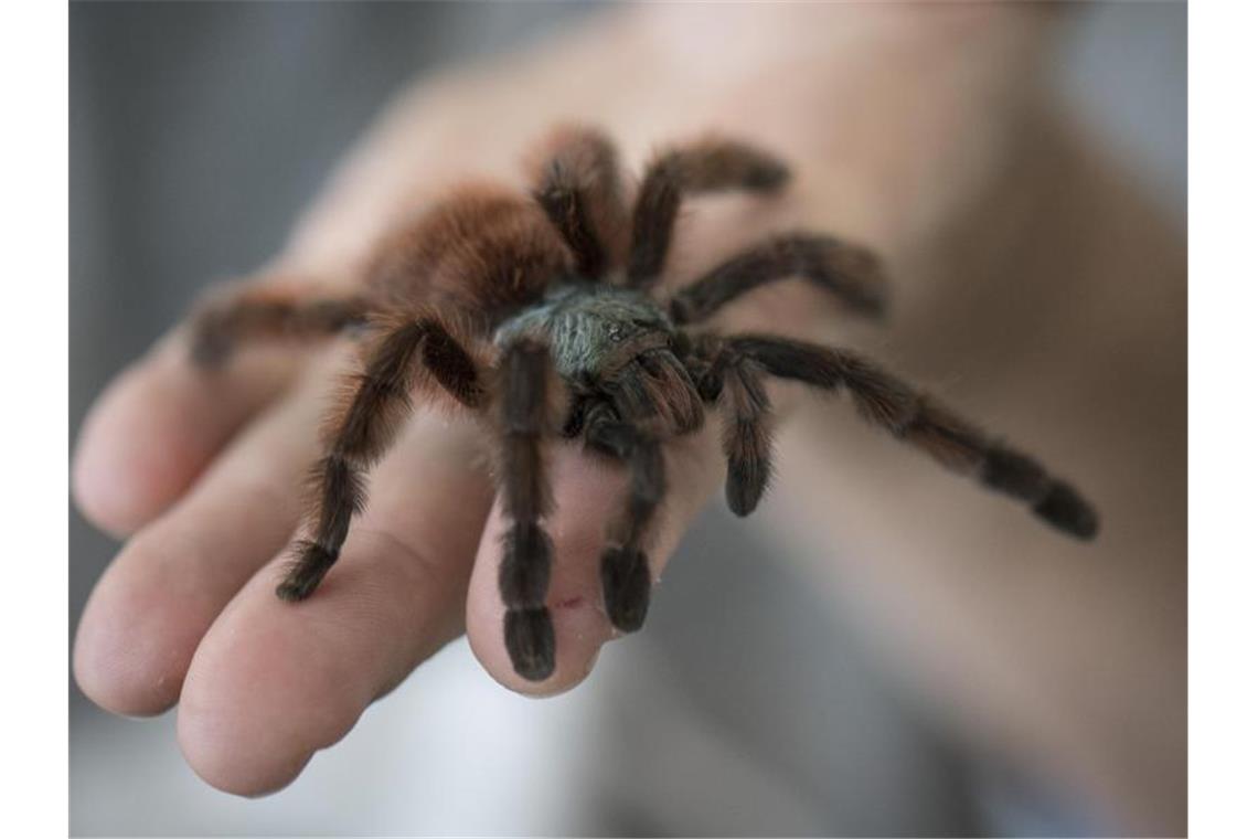 Eine Vogelspinne krabbelt über eine Menschenhand. Foto: Boris Roessler/dpa/Symbolbild