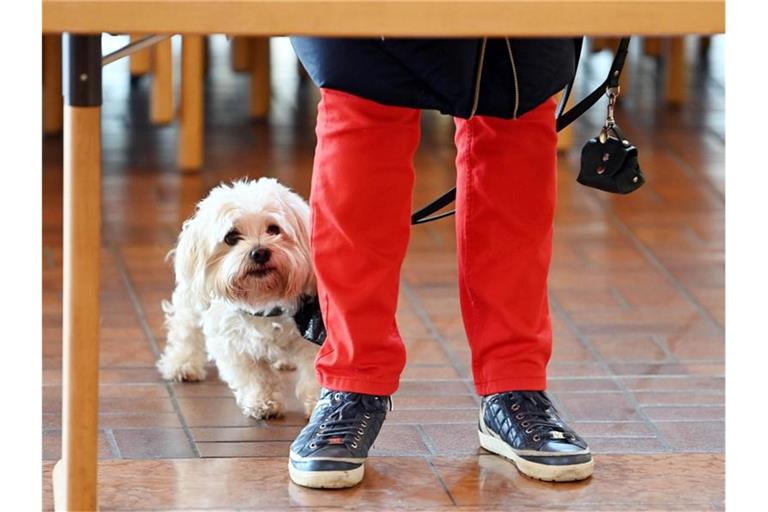 Eine Wählerin steht in einem Wahllokal in der Wahlkabine mit ihrem Hund. Foto: Uli Deck/dpa