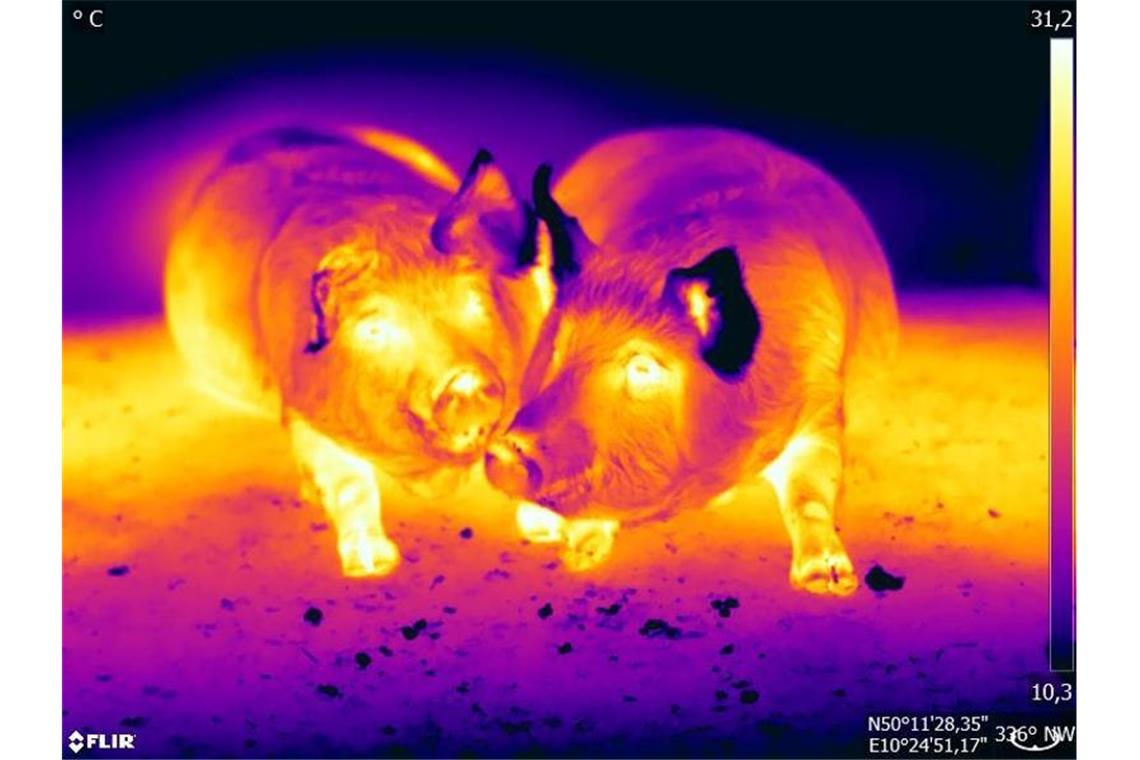 Eine Wärmebildkameraufnahme der Tierwohl-App „Fit for pigs“. Foto: -/@Fitforpigs/dpa
