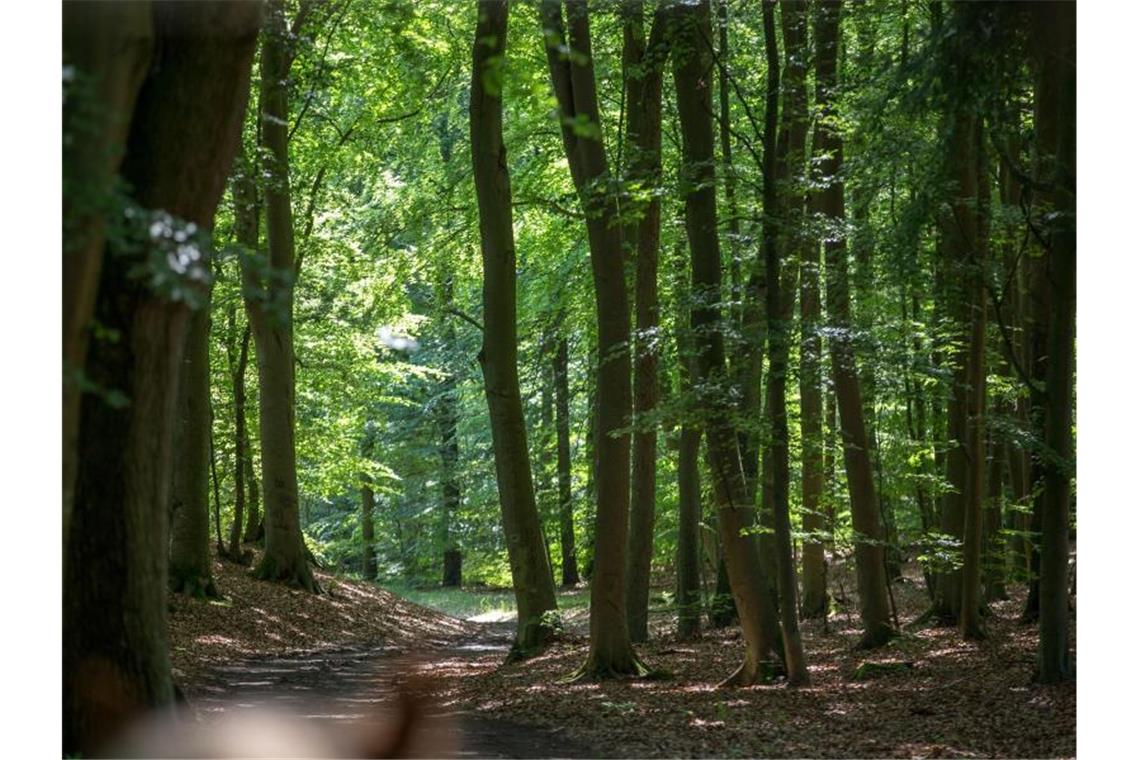 Eine Waldlichtung. Foto: Jens Büttner/dpa-Zentralbild/dpa/Archivbild