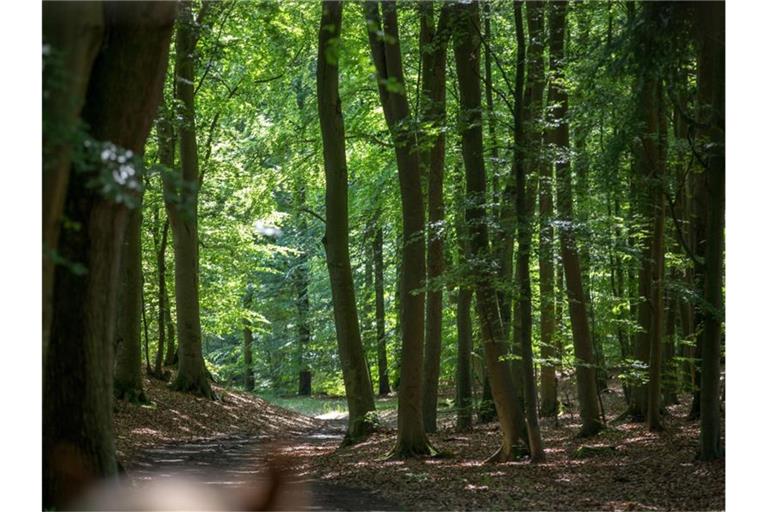 Eine Waldlichtung. Foto: Jens Büttner/dpa-Zentralbild/dpa/Archivbild