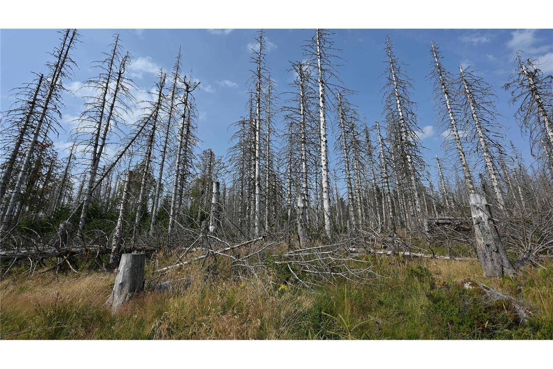 Fotos zeigen, wie der Klimawandel Deutschland verändert Eine Wanderung durch den Harz bedeutet heute immer auch: Man bekommt sehr viele tote Bäume zu Gesicht, wie auch auf der Aufnahme aus diesem Jahr zu sehen ist.
