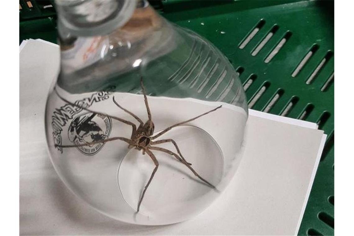 Giftige Riesenkrabbenspinne in Bananenkiste entdeckt Eine Warmhaus-Riesenkrabbenspinne unter einem Glas. Foto: -/Polizei Kleve/dpa