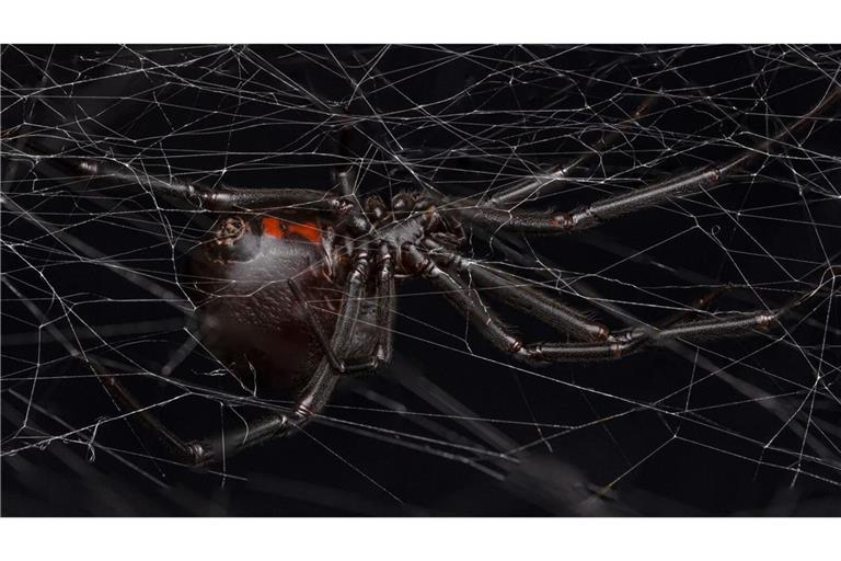 Eine weibliche schwarze Witwe (Latrodectus hesperus) auf ihrem Netz.