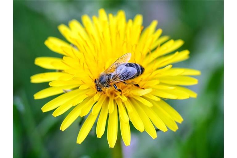 Eine Wildbiene sitzt auf einem Löwenzahn. Der BUND hat eine Bundesbehörde wegen der Zulassung von Pflanzenschutzmitteln verklagt. Foto: Jan Woitas