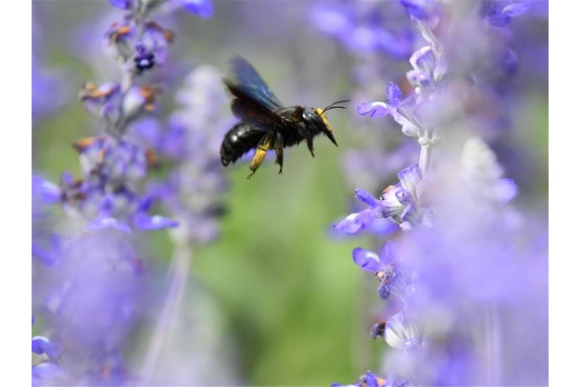 Eine Wildbiene sucht in der Stadtgärtnerei an Blüten des Mehlsalbeis nach Nektar. Foto: Uwe Anspach/Archivbild