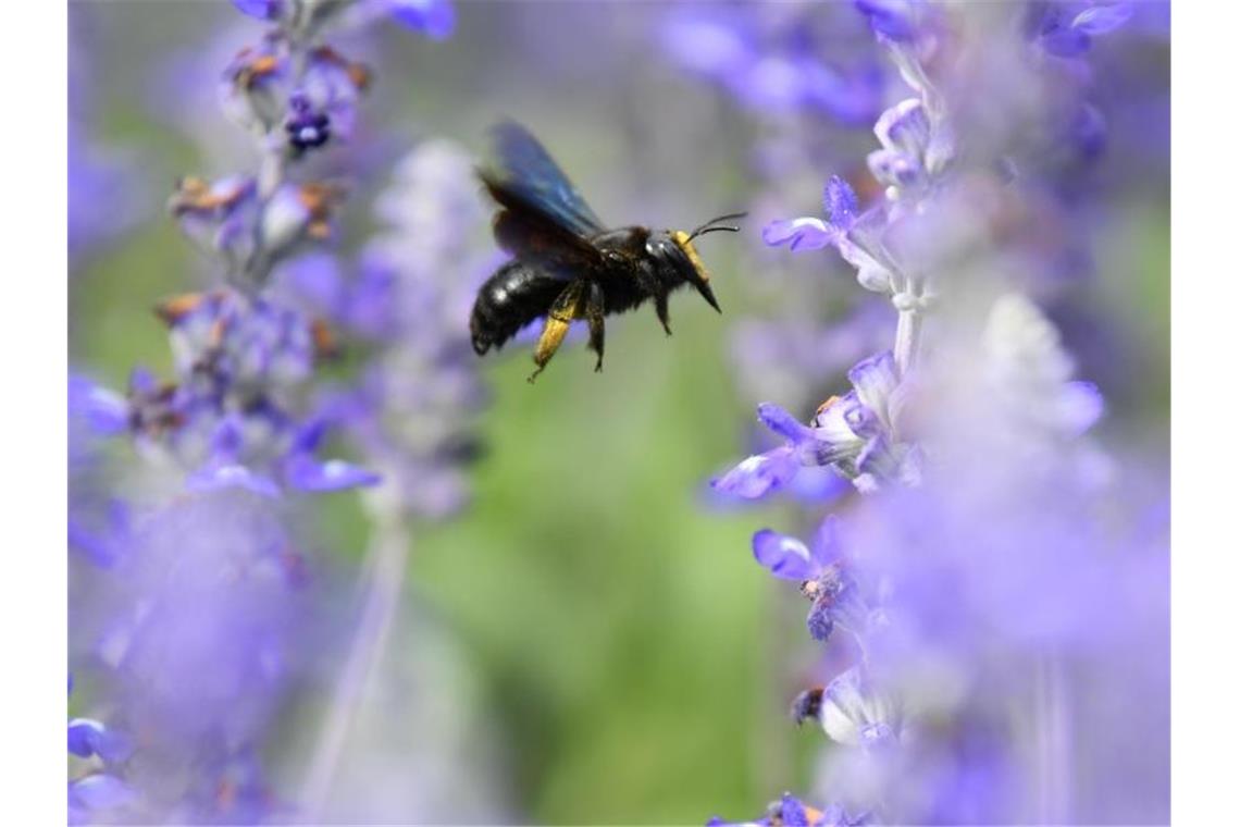 Kretschmann: Bienen-Begehren erst einmal rechtlich prüfen Eine Wildbiene sucht in der Stadtgärtnerei an Blüten des Mehlsalbeis nach Nektar. Foto: Uwe Anspach/Archivbild