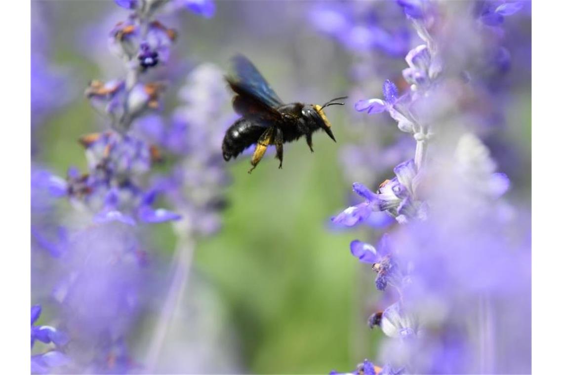 Eine Wildbiene über Mehlsalbei-Blüten. Foto: Uwe Anspach/dpa/Archivbild