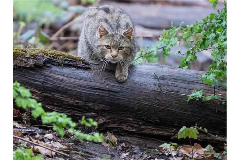 Eine Wildkatze läuft über einen Stamm. Foto: Sebastian Gollnow/Archivbild