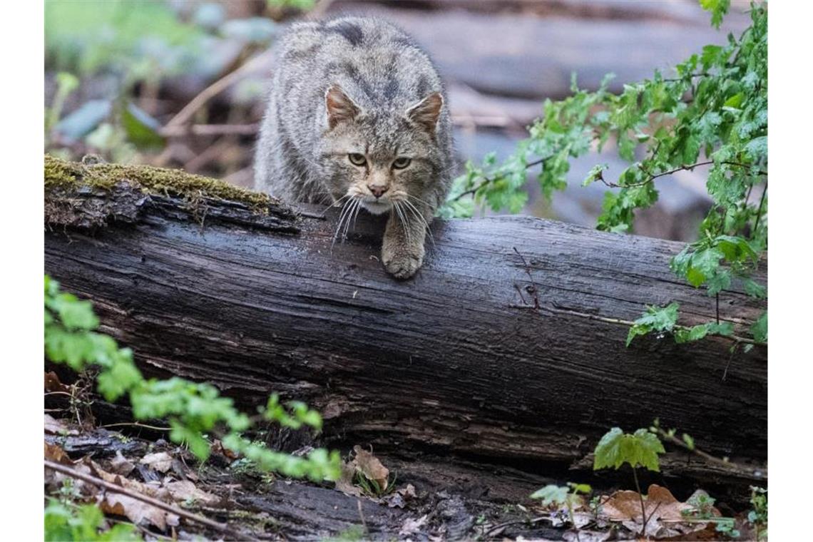 Eine Wildkatze läuft über einen Stamm. Foto: Sebastian Gollnow/dpa/Symbolbild