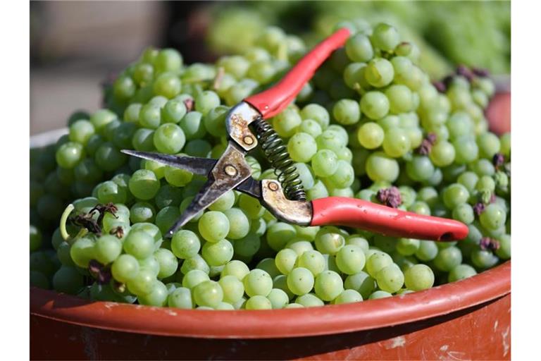 Eine Winzerschere liegt nach der Weinlese auf Trauben der Sorte "Findling". Foto: Patrick Seeger