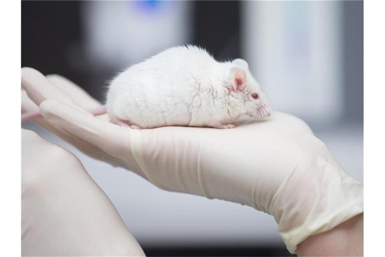 Eine wissenschaftliche Mitarbeiterin einer Forschungseinrichtung hat eine Maus in der Hand. Foto: Friso Gentsch/dpa/Symbolbild
