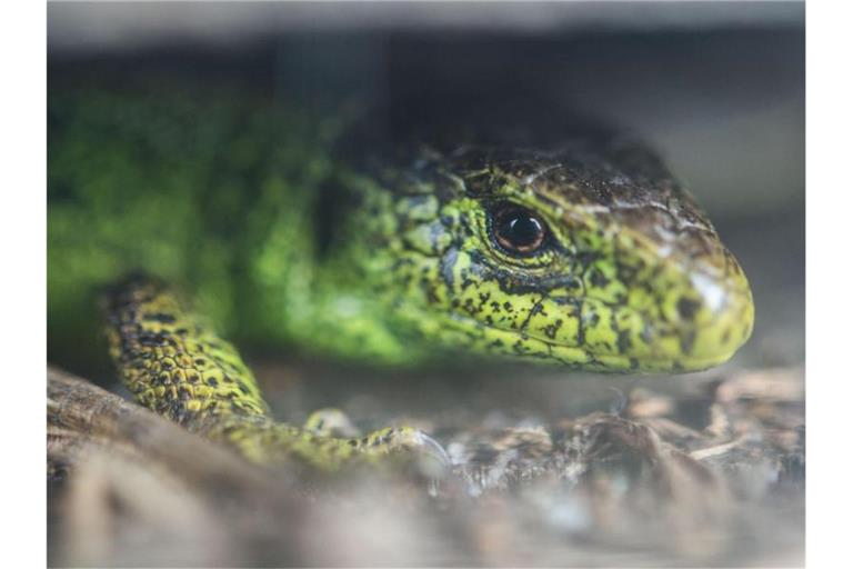 Eine Zauneidechse in einem Terrarium. Foto: Lino Mirgeler/dpa/Symbolbild