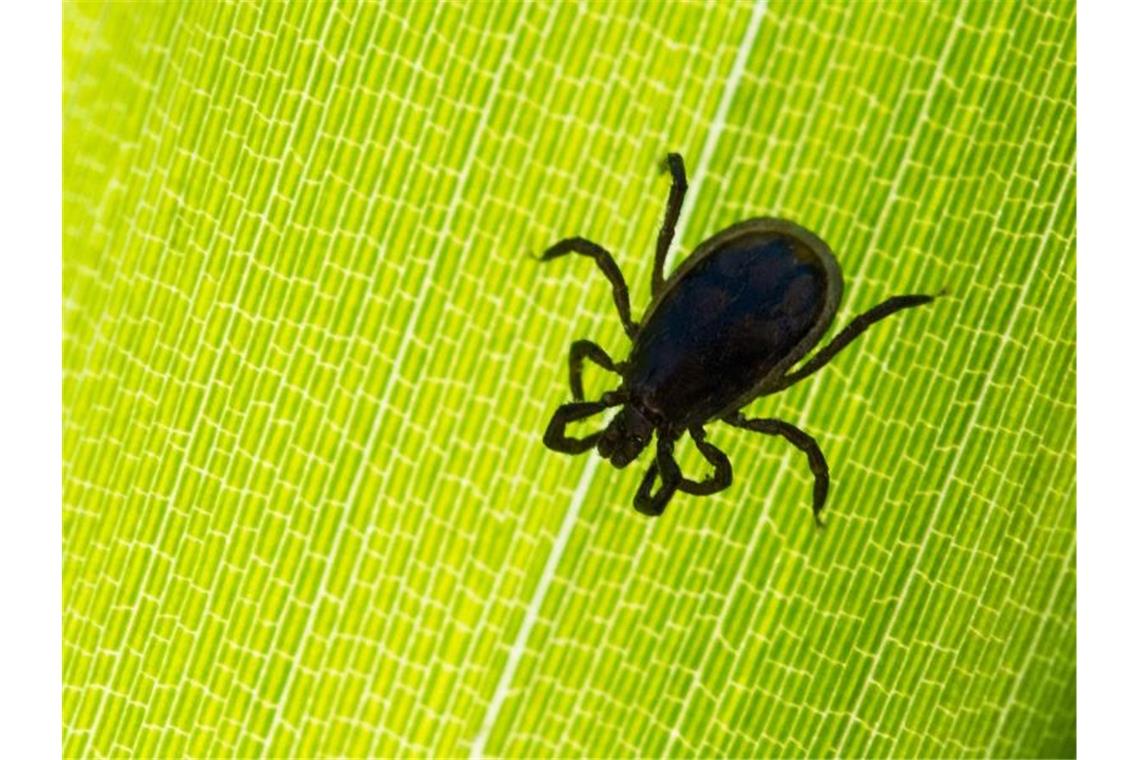 Eine Zecke ist auf einem Blatt in einem Garten zu sehen. Foto: Patrick Pleul/Archivbild