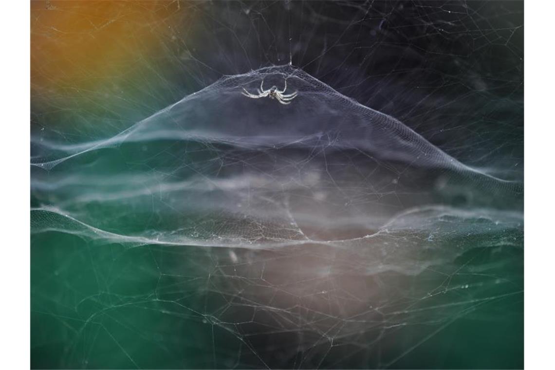 Franzose ist „Wildlife Photographer of the Year“ Eine Zeltspinne in ihrem Netz. Vidyun R. Hebbar gewinnt den Young Wildlife Photographer of the Year Award 2021 in der Kategorie für Unter-Zehnjährige. Foto: Vidyun R Hebbar/Wildlife Photographer of the Year /PA Media/dpa