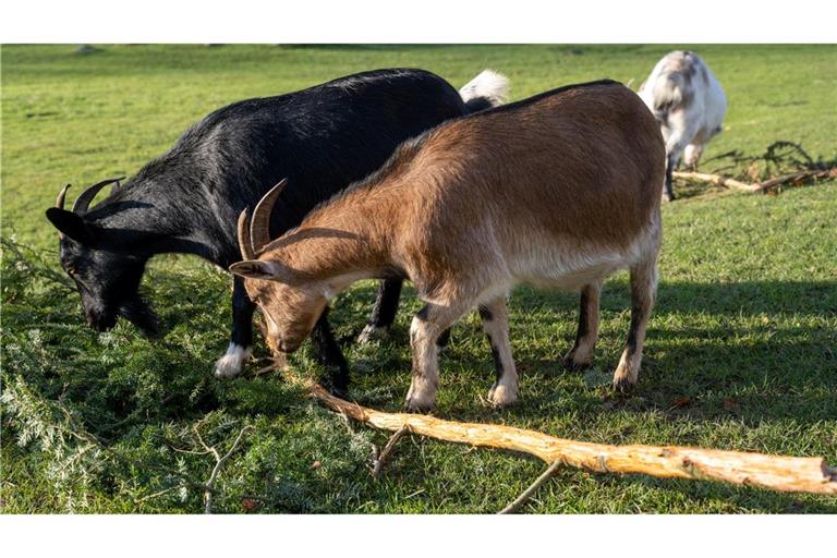 Eine Ziege brachte im Sommer 2023 im Vogelpark Marlow eine Urlauberin aus Sachsen-Anhalt zu Fall. Um Folgekosten etwa für die Behandlung der Frau wurde vor Gericht gestritten. (Archivbild)