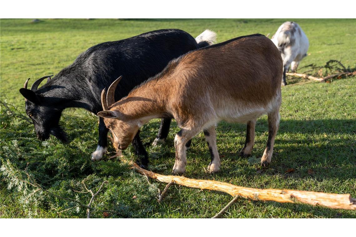 Eine Ziege brachte im Sommer 2023 im Vogelpark Marlow eine Urlauberin aus Sachsen-Anhalt zu Fall. Um Folgekosten etwa für die Behandlung der Frau wurde vor Gericht gestritten. (Archivbild)