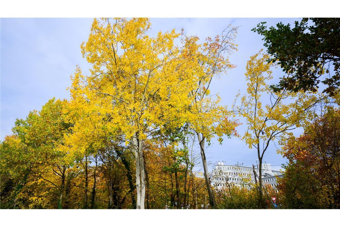 Eine Zitterpappel (Populus tremula) - auch Espe oder Aspe genannt - steht an einem Parkplatz. Die Zitterpappel ist Baum des Jahres 2026.