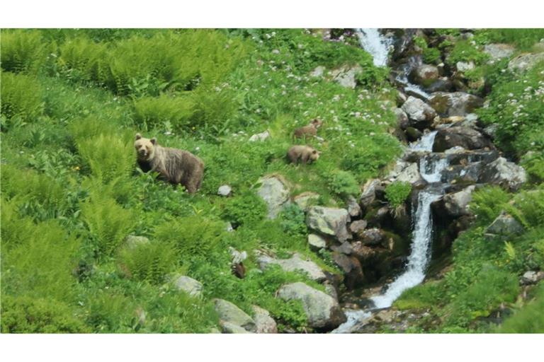 Eine Bärin geht mit ihrem Nachwuchs durch ein Tal in der Westtatra in der Slowakei. (Archivbild)