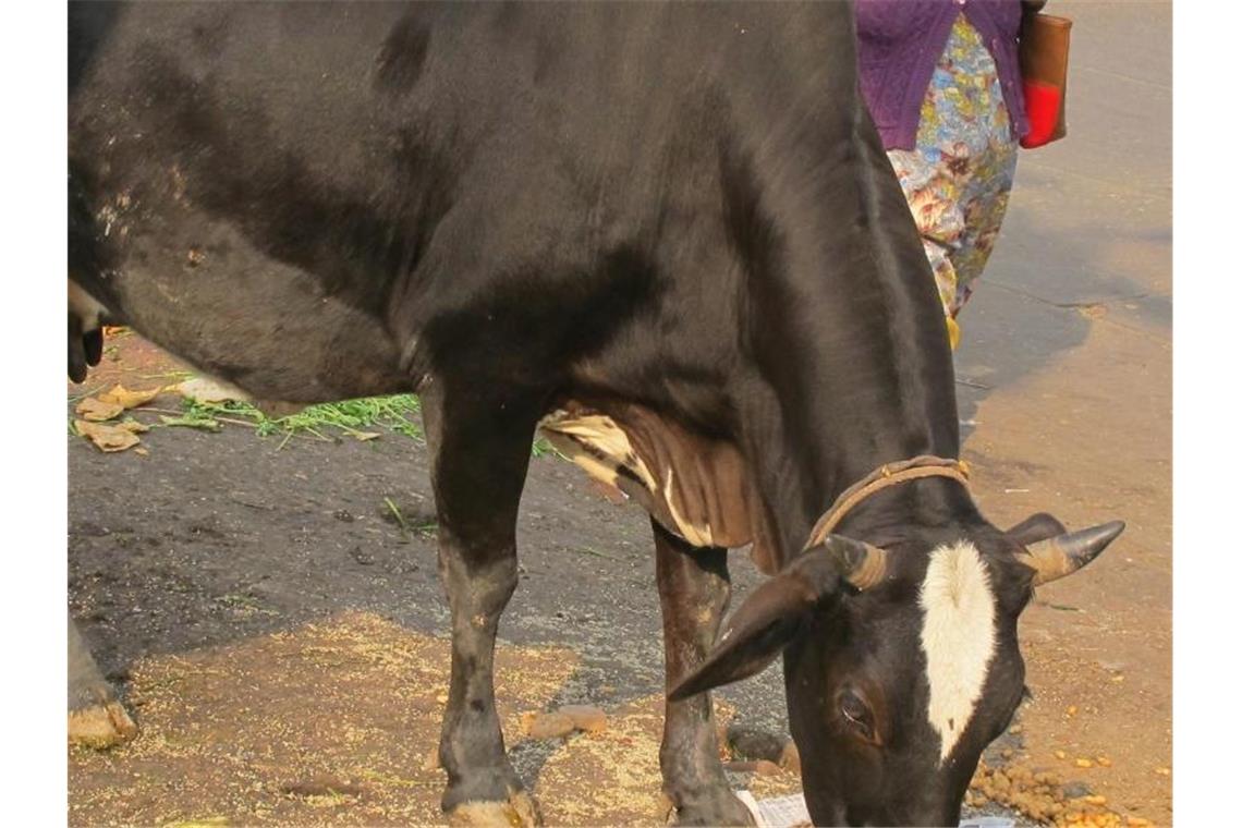 Indien lädt zur Prüfung in Kuh-Wissenschaft - mit Preisgeld