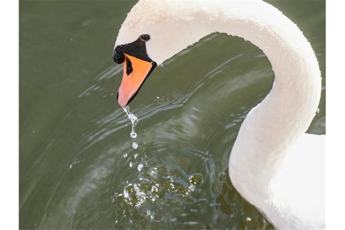 Einem Schwan tropft Wasser aus dem Schnabel. Foto: Annette Riedl/dpa/Symbolbild