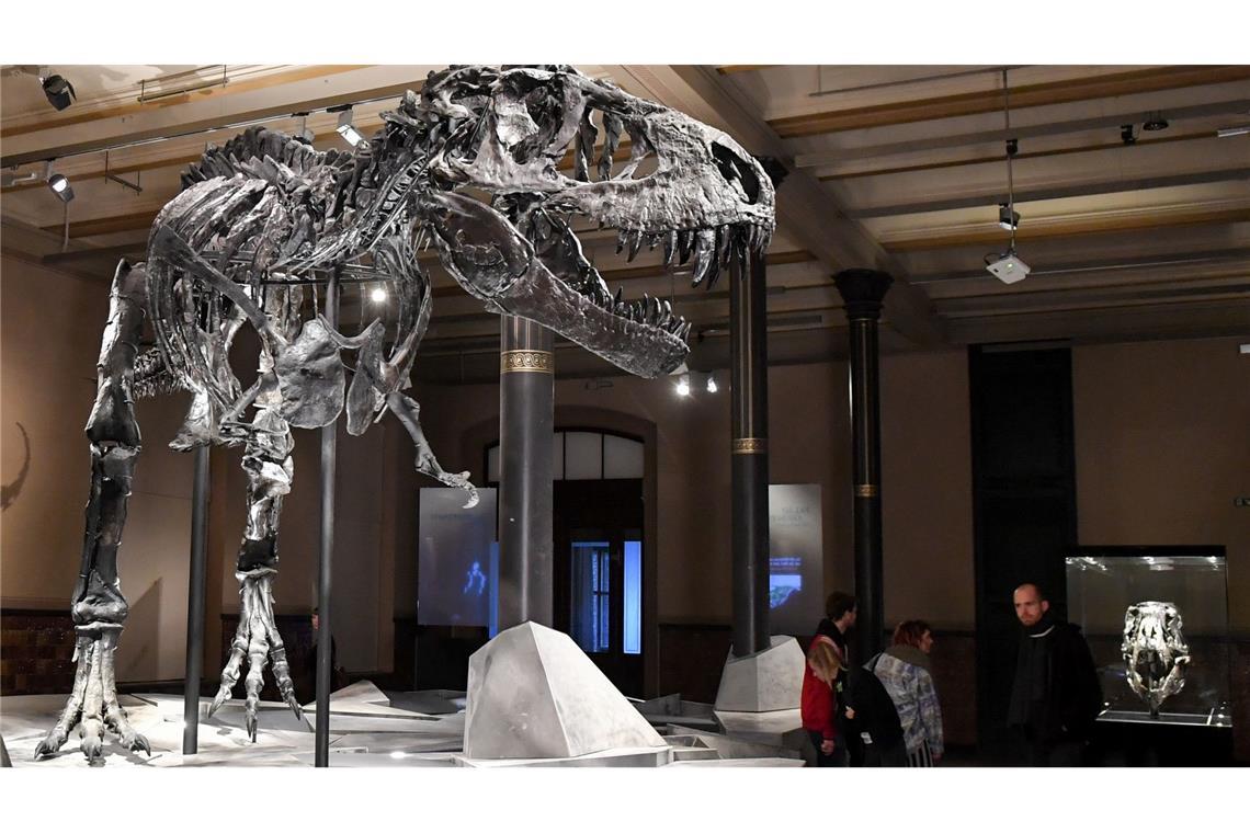 Einen Großteil seines Lebens verbrachte der T. rex wohl damit, mit kleineren Raubtieren um Nahrung zu konkurrieren.