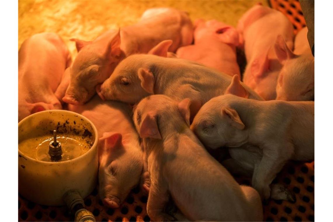 Klöckner: „Bullerbü“-Bauern können Menschen nicht ernähren Einen Tag alte Ferkel unter einer wärmenden Rotlichtlampe in einem Stall im Schweinezuchtbetrieb in Liessow (Mecklenburg-Vorpommern). Foto: Jens Büttner/dpa-Zentralbild/dpa