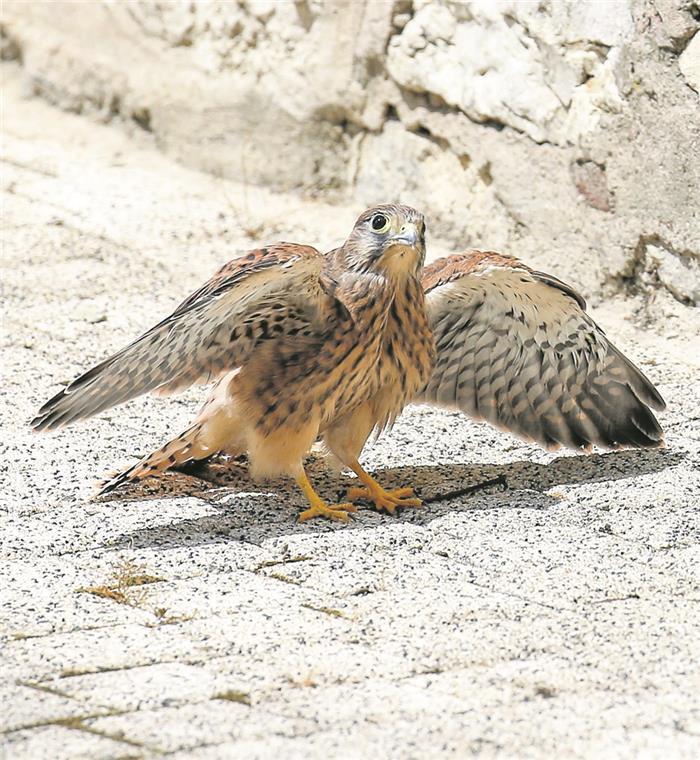 Einer der Jungfalken wagt seine ersten Flugversuche.