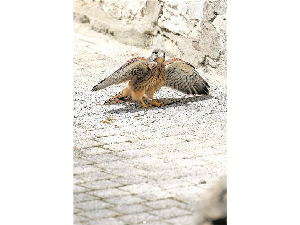 Tierischer Besuch im Turmschulhaus