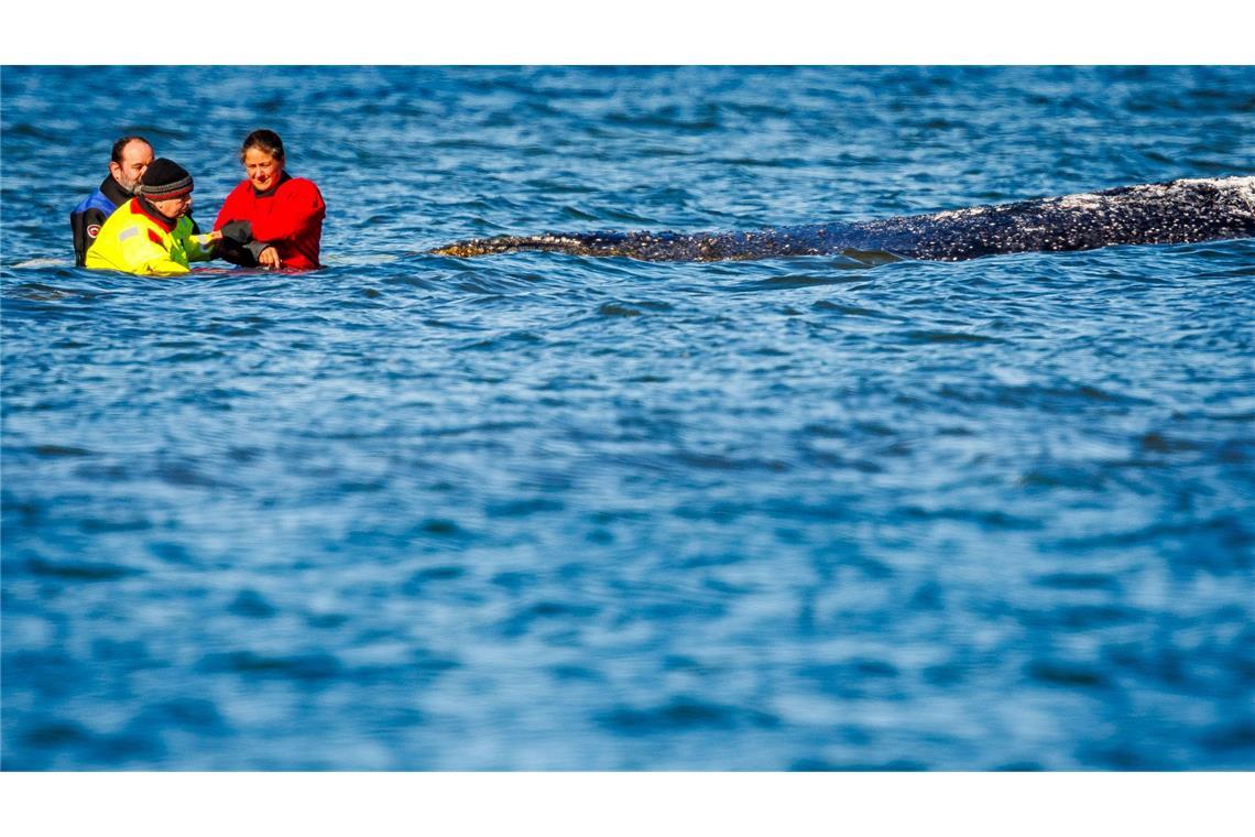 Einer von vielen Menschen direkt am Wal: Minister Backhaus fasste das geschwächte Tier am Sonntag an.