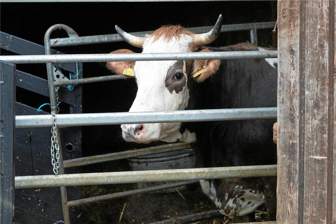 Rinder in Weissach beschlagnahmt Eines von insgesamt rund 90 Tieren, die am Dienstag verladen und abtransportiert wurden.Foto: J. Fiedler