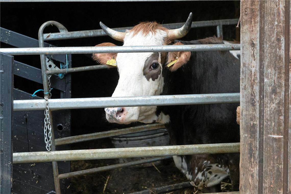 Eines von insgesamt rund 90 Tieren, die am Dienstag verladen und abtransportiert wurden.Foto: J. Fiedler